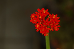 植物公園内温室の草花　１　2017年4月（ジャトロファボダグリカ）