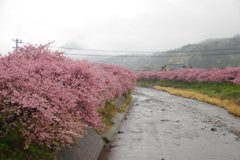 両岸の河津桜風景
