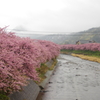 両岸の河津桜風景