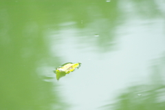 すんめんのおちば