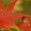 イロハモミジ