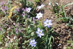 春の花