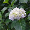 紫陽花
