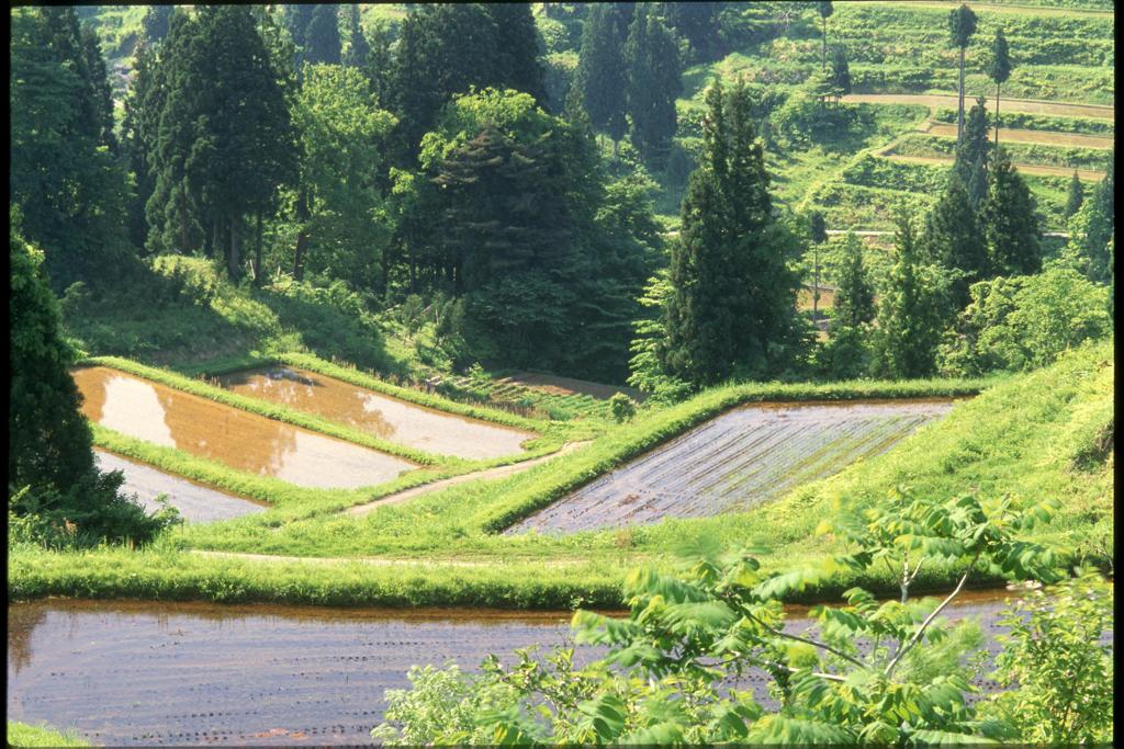 棚田