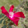 薔薇　２