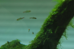 いやし　２