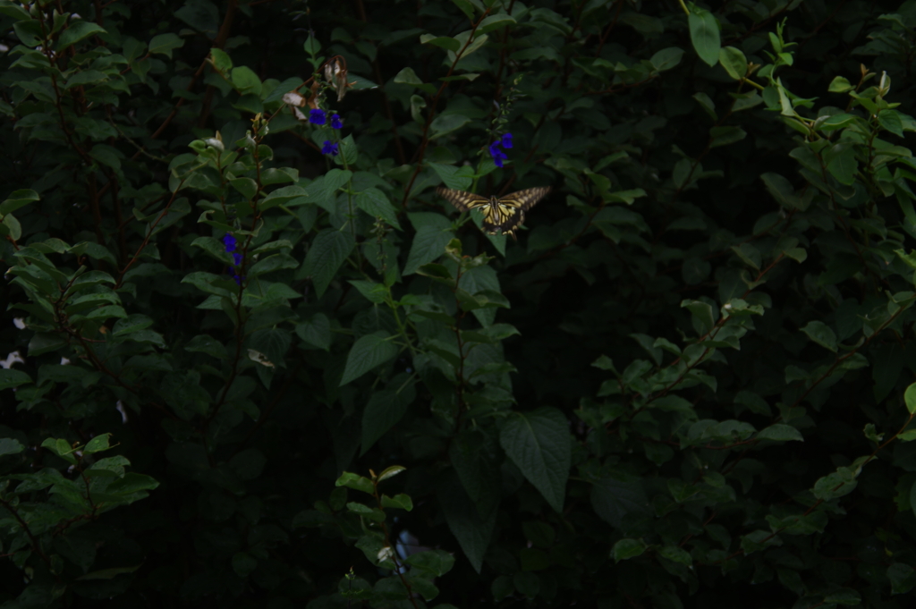 一輪の花のような？