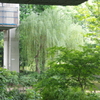 柳