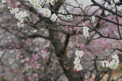 白梅