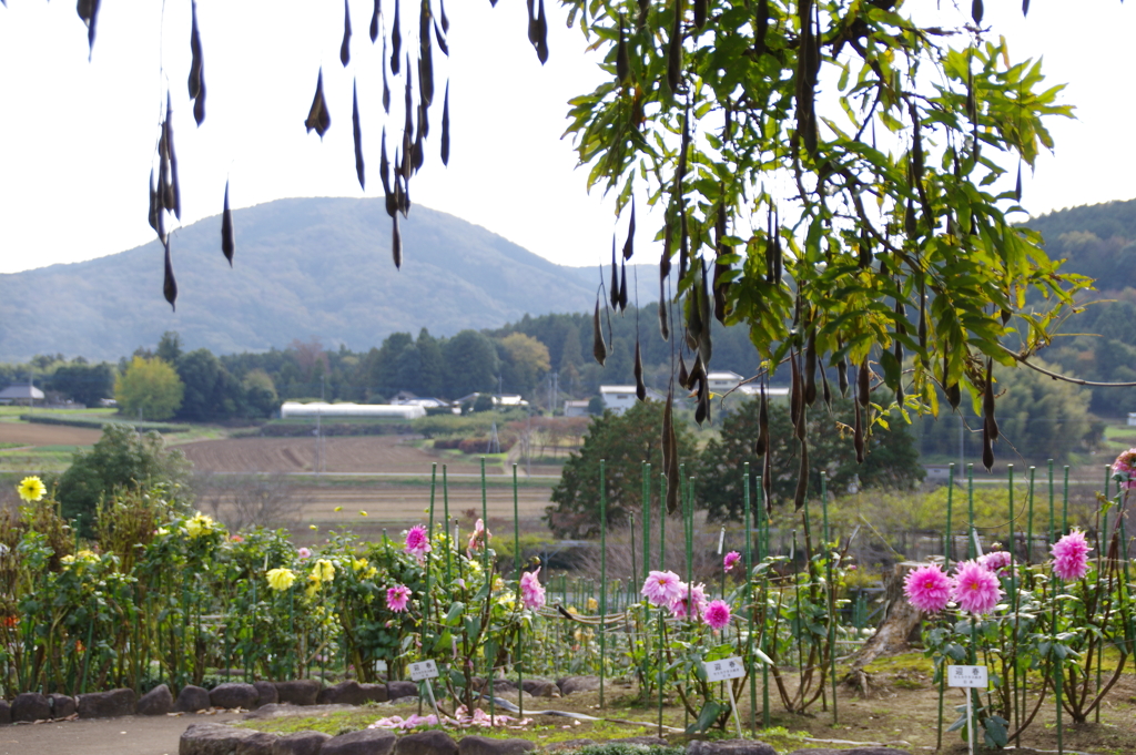 東屋からの風景　２