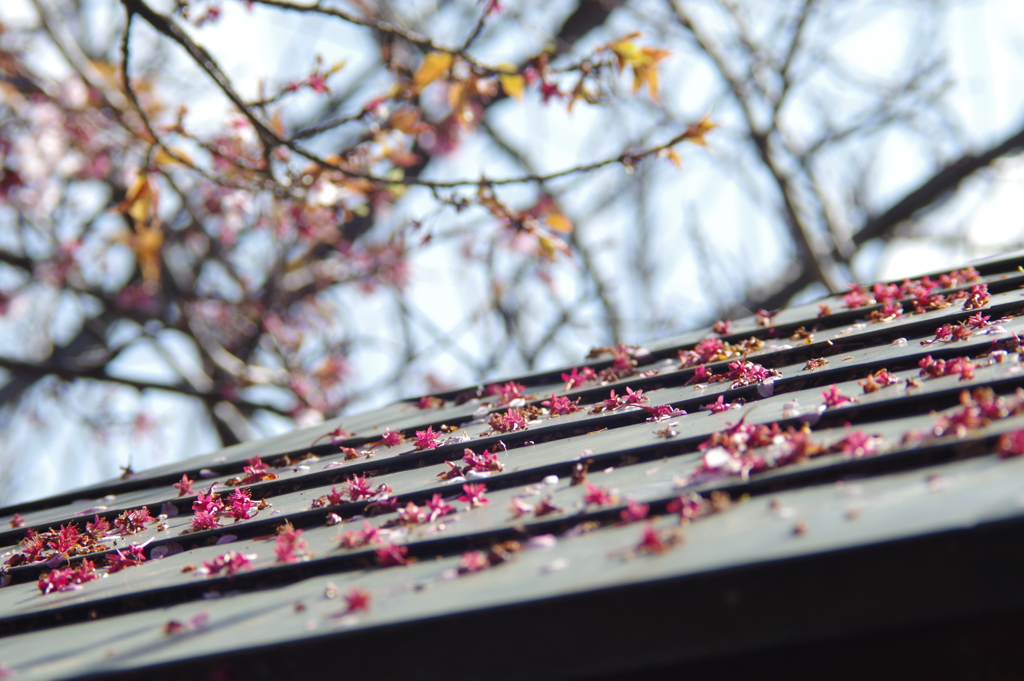 寒桜、花の終
