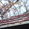 寒桜、花の終