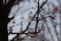白梅