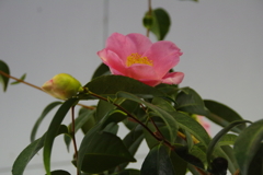 椿