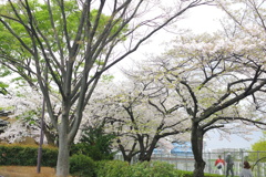 桜（アメリカ）の咲いた風景