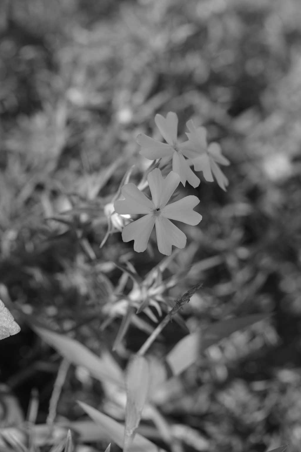 芝桜