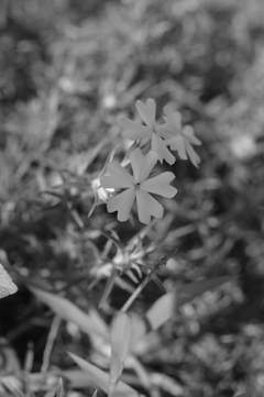 芝桜