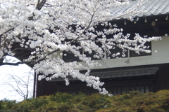 桜と長屋門