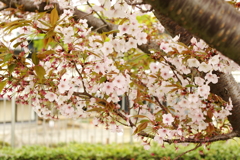 桜