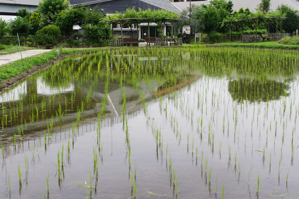 田植えのその後