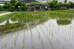田植えのその後