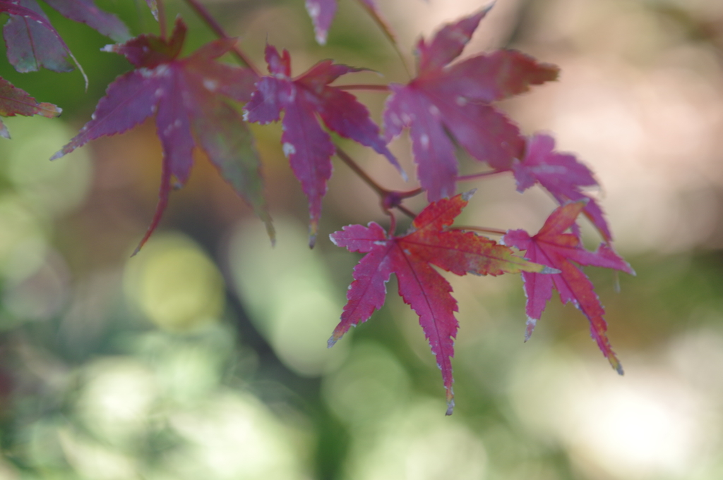 いろはもみじ　４