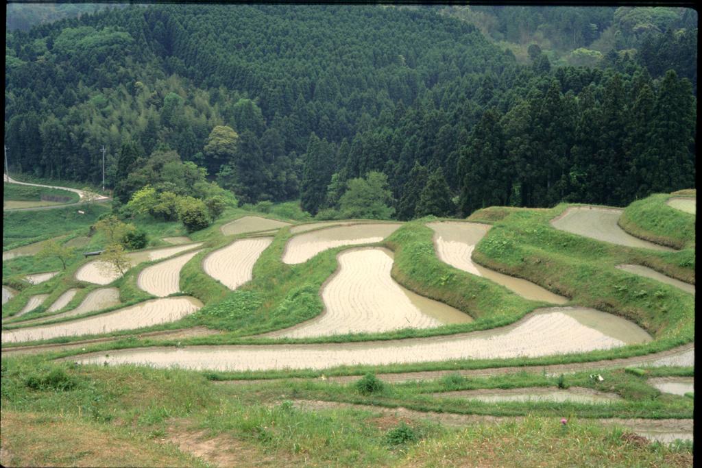 大山千枚田（2000年5月）