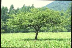 玉原高原　４（2002年8月4日）