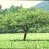 玉原高原　４（2002年8月4日）