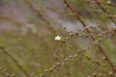 一輪の花（雪柳）