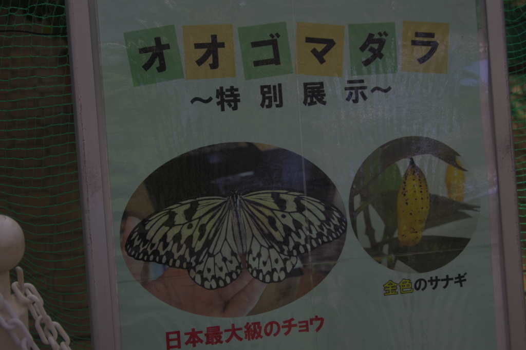 特別展示