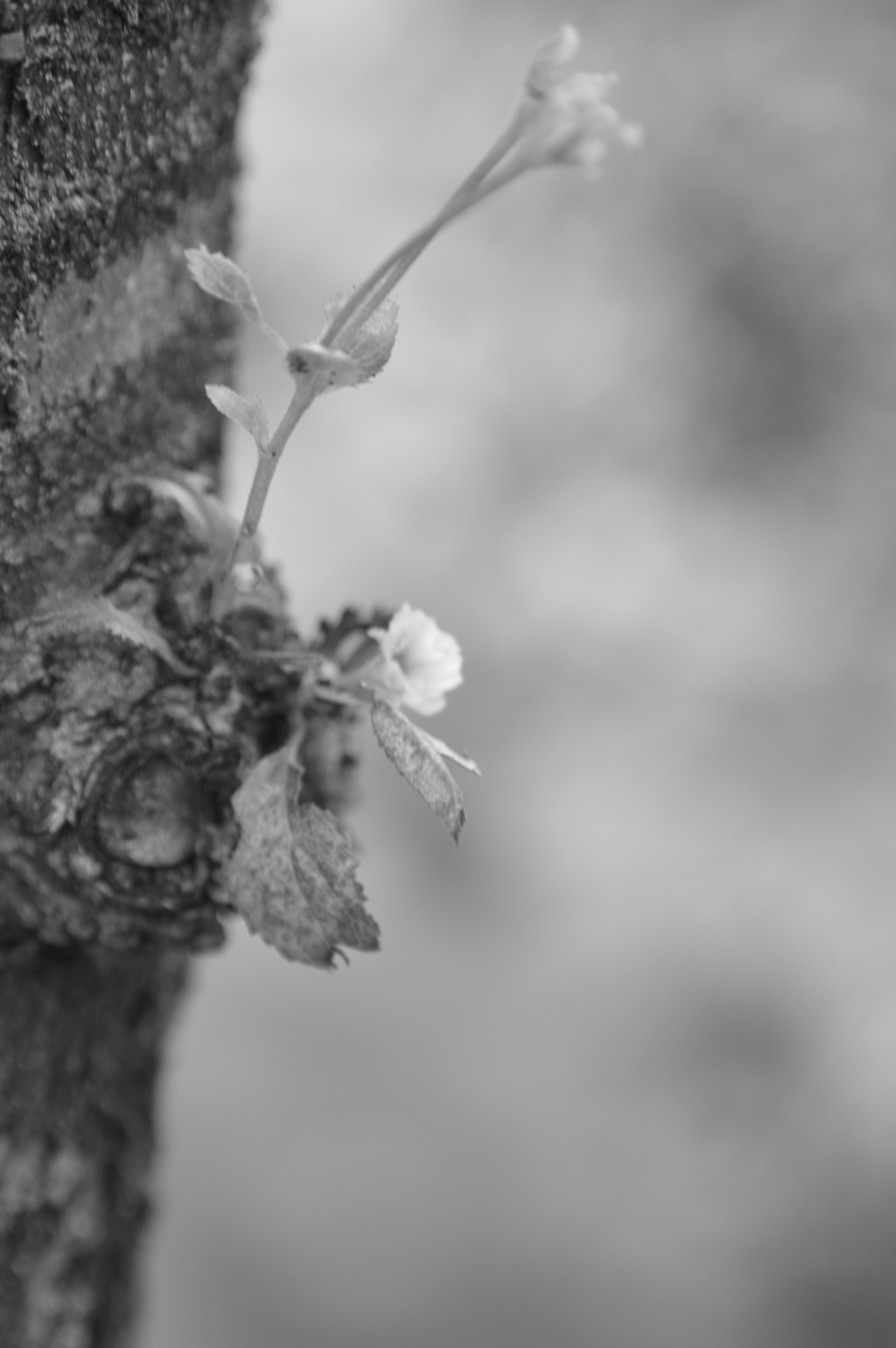 十月桜