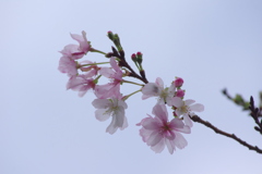 十月桜