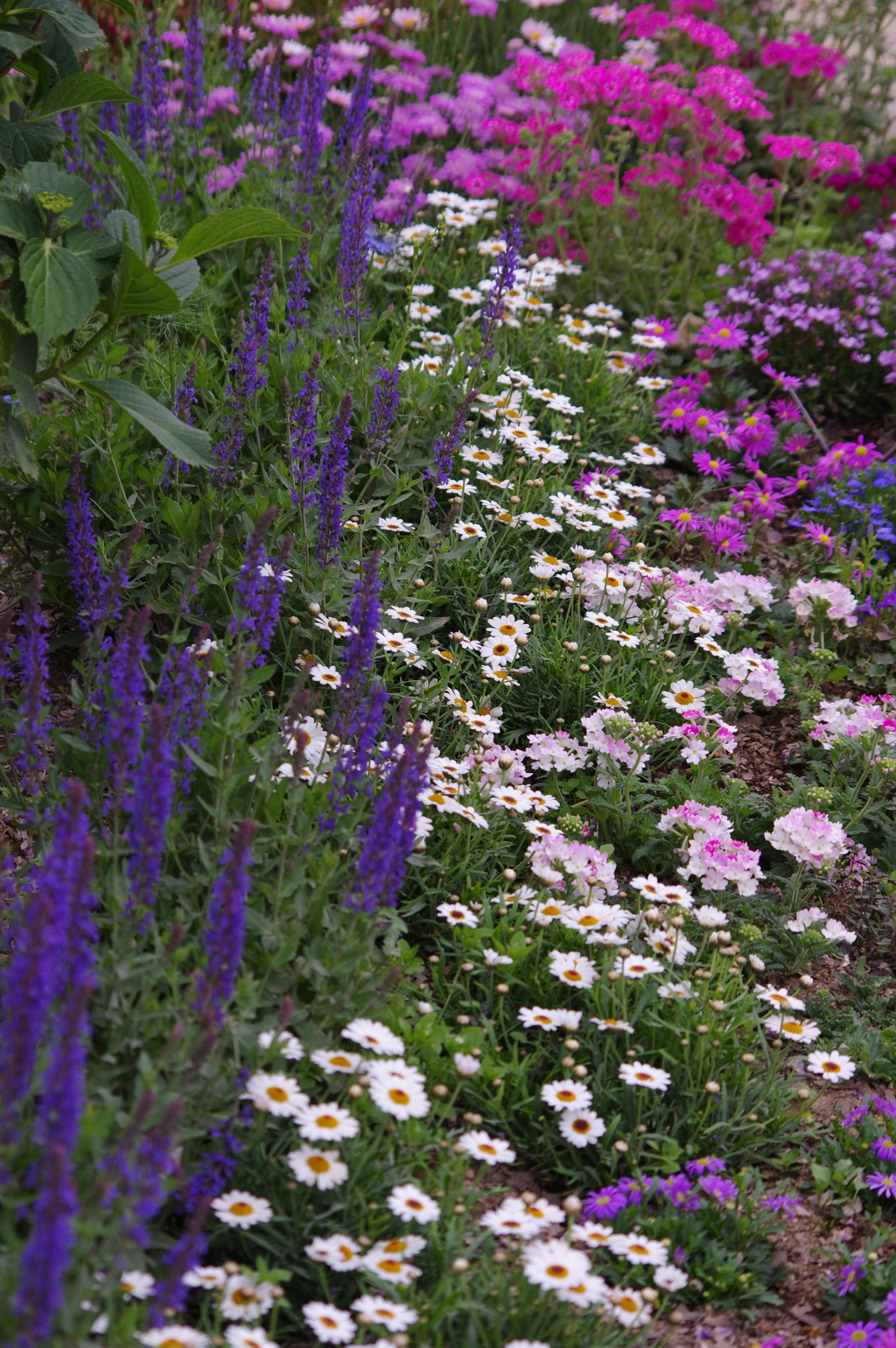 花々