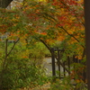 晩秋