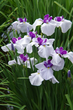 菖蒲　１９