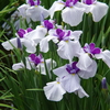 菖蒲　１９