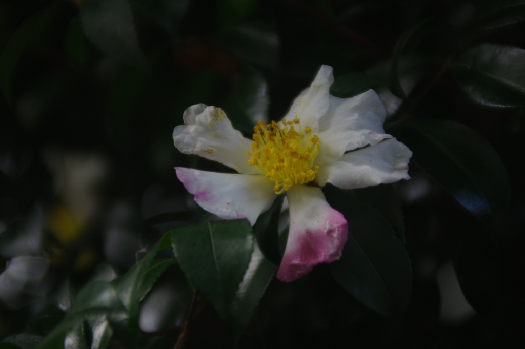 かれかかった山茶花