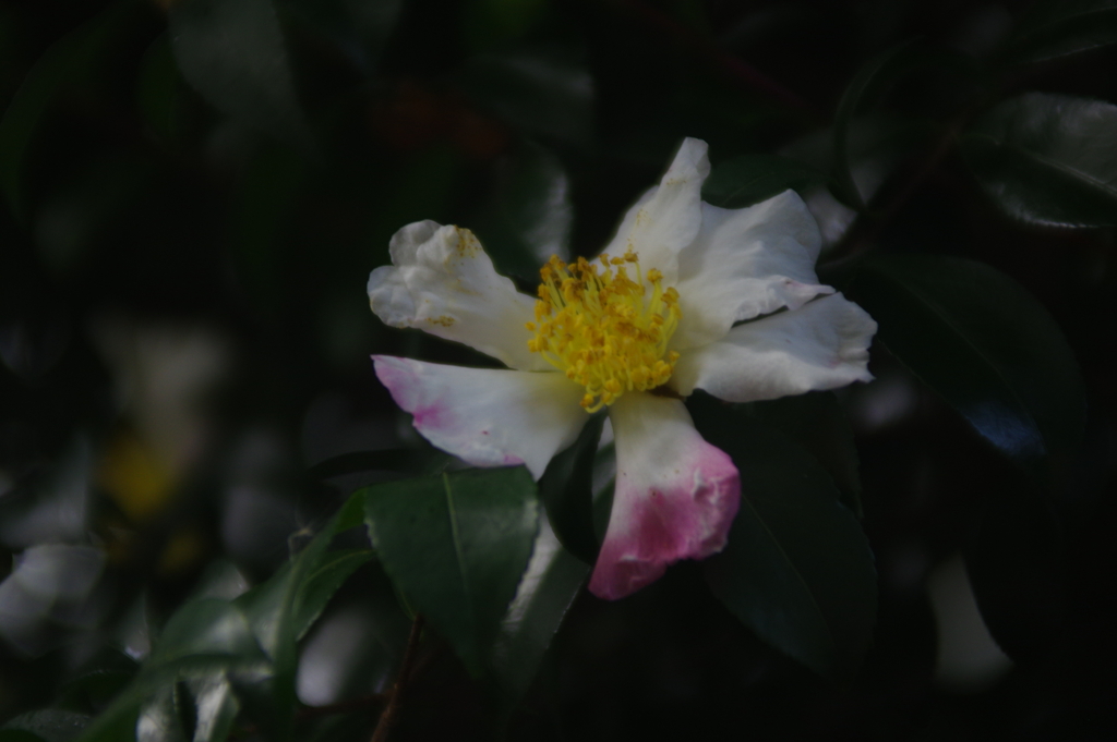 かれかかった山茶花