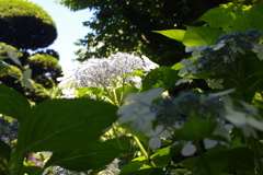 紫陽花と昆虫