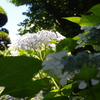 紫陽花と昆虫