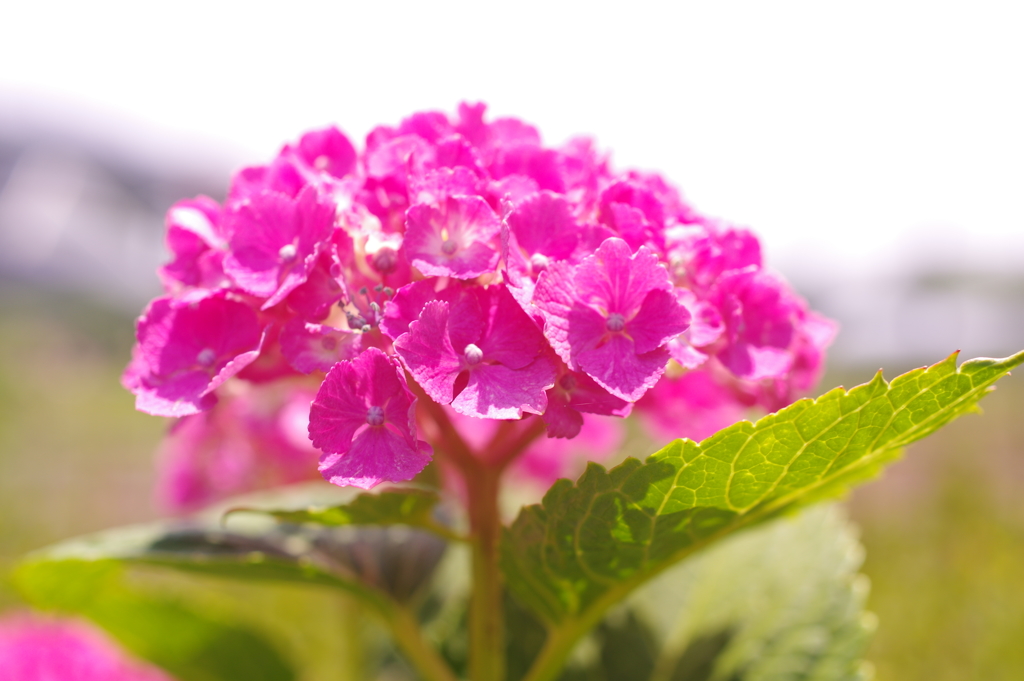 紫陽花