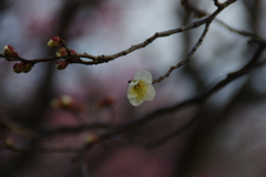 白梅　２