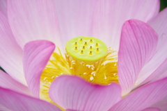 蓮２