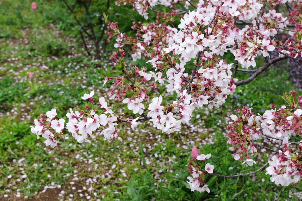 散るも桜