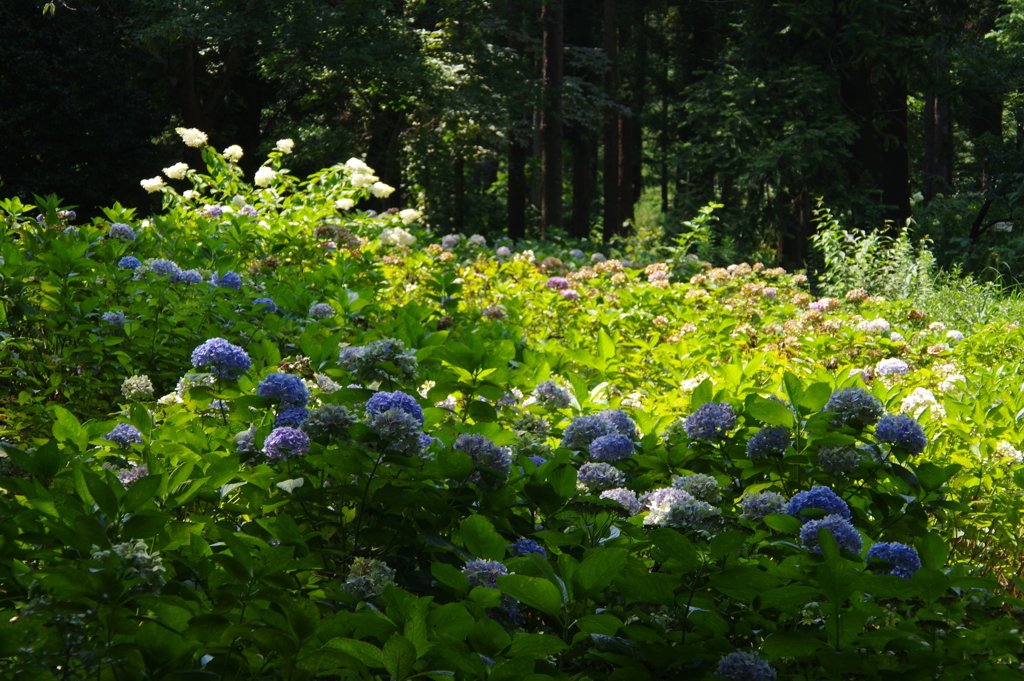 紫陽花