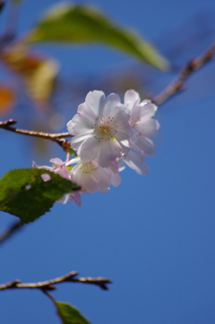 十月桜
