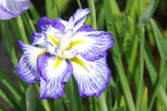 菖蒲　１６