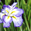 菖蒲　１６