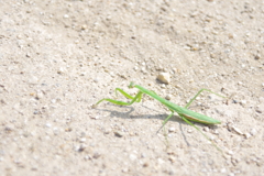 道端に